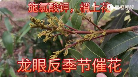 龍眼催花方法|龍眼反季節催花措施：建議10月底施氯酸鉀，45天后淋水促花芽。